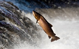 London fish wholesaler The Upper Scale