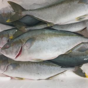 Yellowtail Kingfish (Hamachi) - 900g-1kg before prep - Serves 2-3